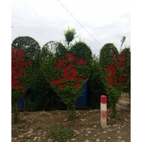 供小葉女貞球，黃楊球，衛(wèi)矛球，金葉榆球，丁香球