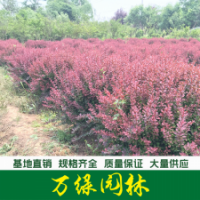 紫葉小波球