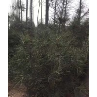 精品白皮松
