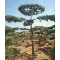造型油松