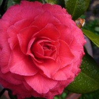 銷售-美國貝拉:茶花,貝拉,花卉