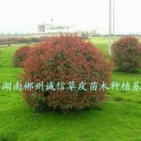 綠化苗木 工程苗 紅葉石楠球 批發(fā)紅葉石楠球 自產(chǎn)自銷