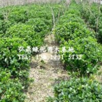 供應(yīng)大葉黃楊球，冬青球冬，青球價(jià)格，大葉黃楊球價(jià)格
