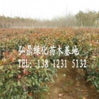 供應(yīng)紅葉石楠球，紅葉石楠球規(guī)格齊全，