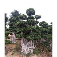 小葉榕，造型榕，景觀榕樹