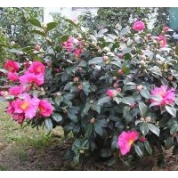 供應：茶花球，杜鵑球，紅花繼木球，紅葉石楠球，茶梅球，桂花球