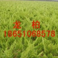 江蘇龍柏球供應(yīng)、江蘇龍柏球便宜、江蘇哪里龍柏球多、江蘇賣龍柏
