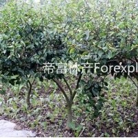 稀缺資源：含笑實(shí)生大苗