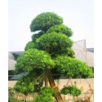 羅漢松小苗，全冠羅漢松，自然冠羅漢松，湖南羅漢松價格