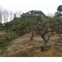 山東綠化專用油松樹 景觀樹