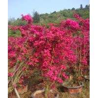 溫江酒紅三角梅，久紅三角梅