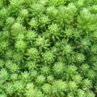 溫江草花，溫江時令花卉，溫江地被