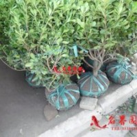 七里香球