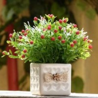 長錦園林租售虎 皮 蘭，鳥 巢 厥，長 壽花，碧 玉