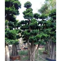 小葉榕綠化樹