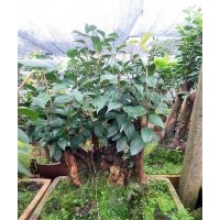茶花盆景 油茶嫁接全國承接
