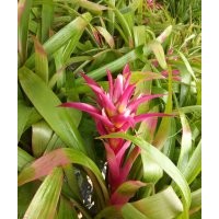 浙江溫州觀賞性鳳梨花水塔花批發(fā)，高品質(zhì)菠蘿花盆景盆花鴻運當(dāng)頭
