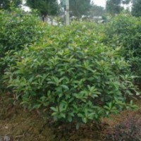 供應(yīng)四季桂花球，羅漢松球，梔子花球，大葉黃楊球，瓜子黃楊球，
