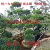 造型黃楊培育基地、庭院綠化設(shè)計施工、蘇州造型樹苗基地