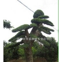 批發(fā)大型景觀樹(shù)造型榆樹(shù)、造型羅漢松、造型欏木石楠