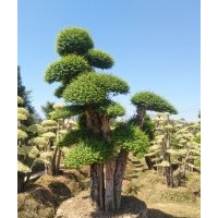 找配對女貞到景福 多桿造型女貞2-8桿