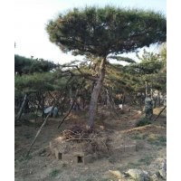造型油松