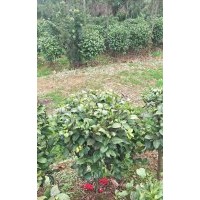 茶花球