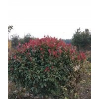 紅葉石楠