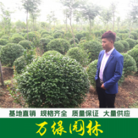 綠葉女貞球