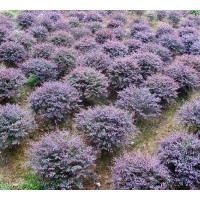 大量供應(yīng)各類綠化小苗，產(chǎn)地杭州蕭山花木之鄉(xiāng)。
