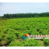 供應(yīng)小葉女貞，小葉女貞球,紅葉女貞,綠葉女貞球。