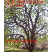 鴻運果