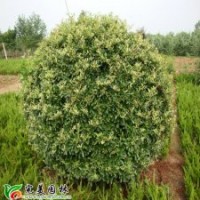 供應(yīng)水蠟球、火棘、迎春