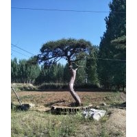 大量出售造型松樹10到60公分