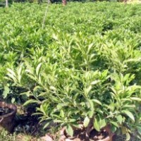 非洲茉莉球