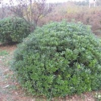 海桐球,冠幅90-2米，因拆遷，虧本大處理！
