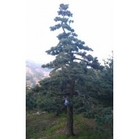 5-25五針松，造型五針松，盆景