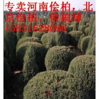 60-1米檜柏球