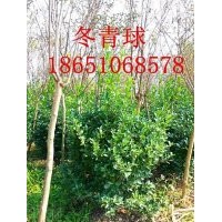 1.4米冬青球批發(fā)價(jià)格、1.4米冬青球供應(yīng)、賣冬青球、冬青球基地