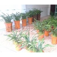 長(zhǎng)期供應(yīng)蘭花 盆栽花卉植物 龍巖花卉 福建苗木