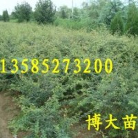 火棘球價格/江蘇火棘低價批發(fā)/火棘球/火棘基地