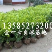 金葉女貞球價格報價/江蘇產(chǎn)地金葉女貞球價格報價圖片