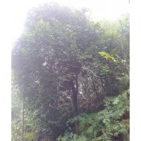 供應(yīng)山茶花