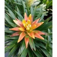 浙江溫州批發(fā)丹尼斯鳳梨花，高品質(zhì)鴻運當(dāng)頭菠蘿花出售，種植基地