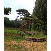 大型景觀松