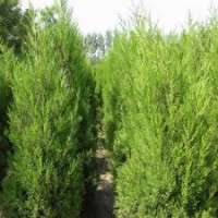 供應(yīng)300公分高的蜀檜_江蘇現(xiàn)貨_裝車價66元