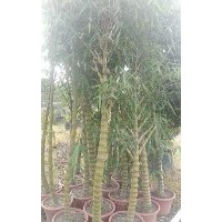 佛肚竹