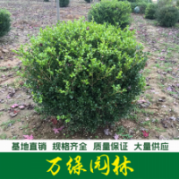 小葉黃楊球