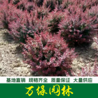 紅葉小波球