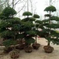 小葉女貞造型大量供應(yīng)、自產(chǎn)自銷、5公分大云片造型350元上車